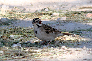 Lark Sparrow